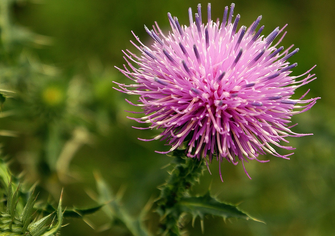 cirsium lanceolatum flower nature free photo