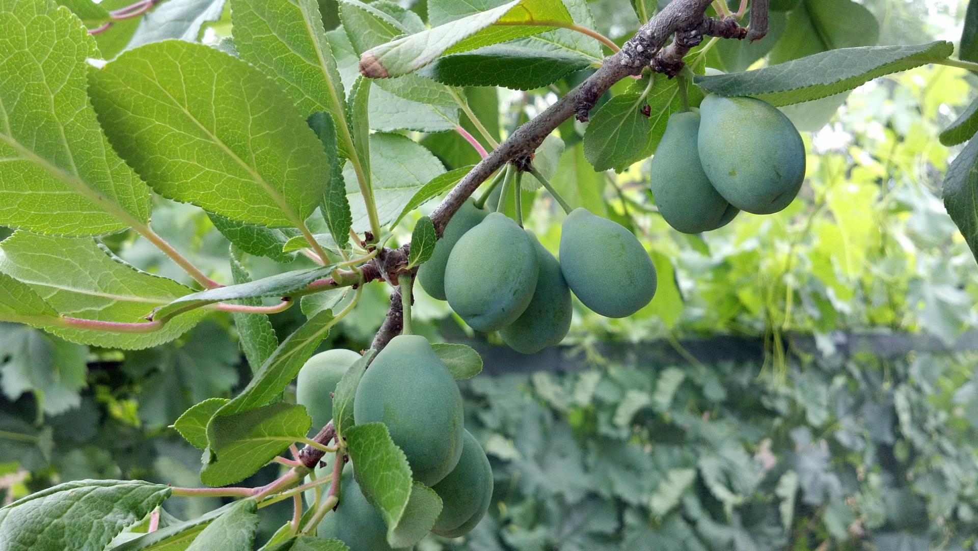 cluster prunes fruit free photo