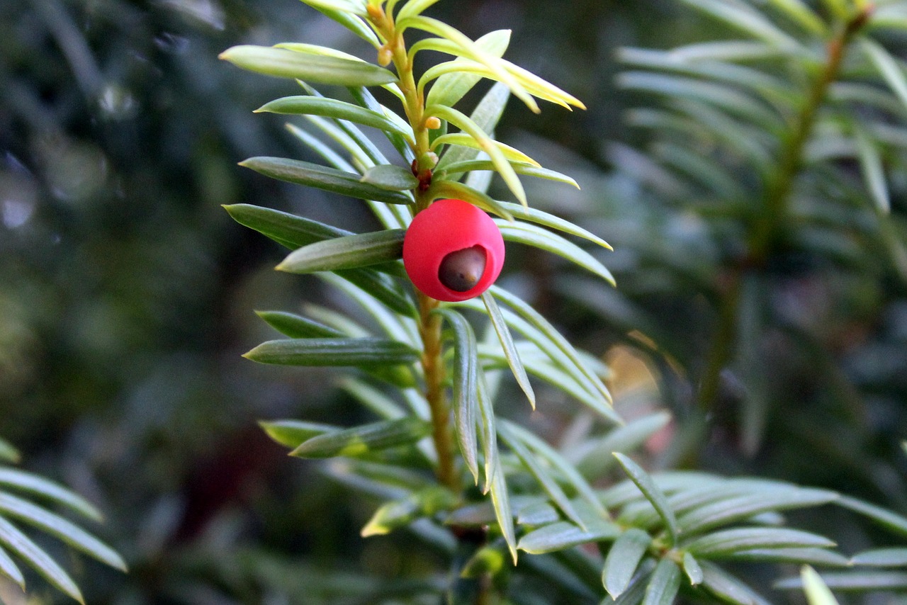 cis bush red fruits free photo