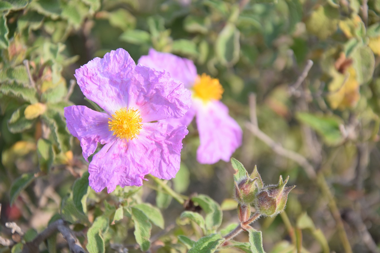 cistus flower spring free photo