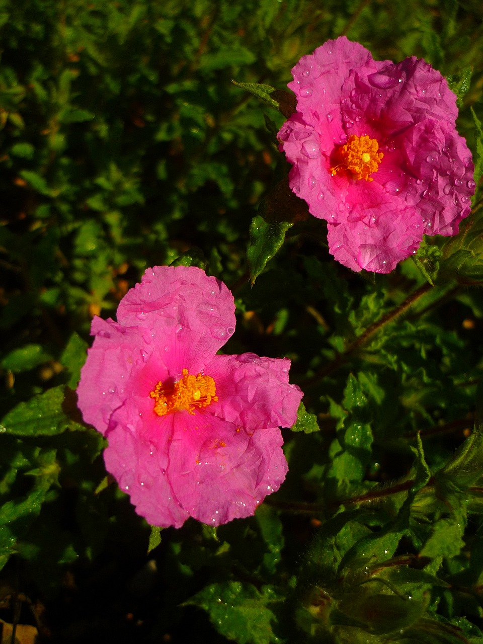 cistus white flowers rosa free photo