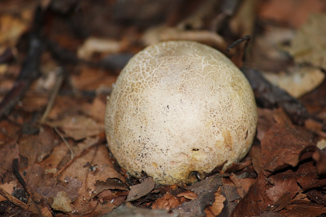 citrinum mushroom bovist free photo