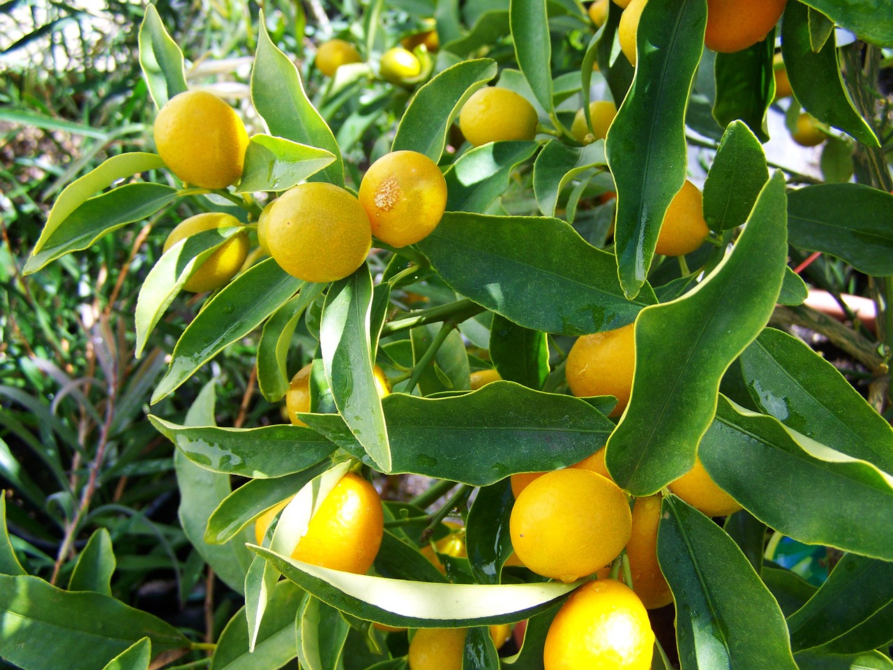 citron yellow fruit lemon free photo
