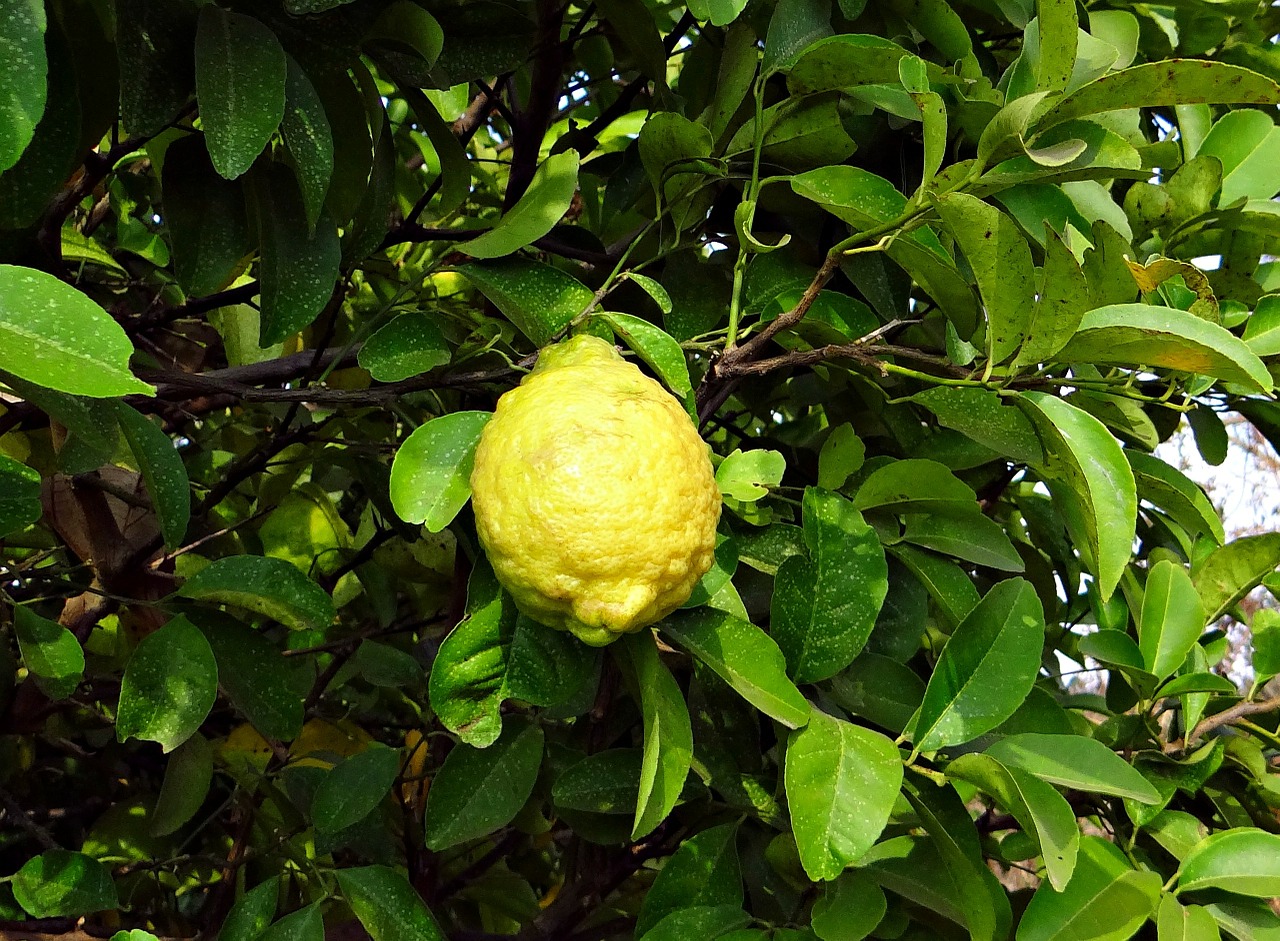citron fruit sour free photo