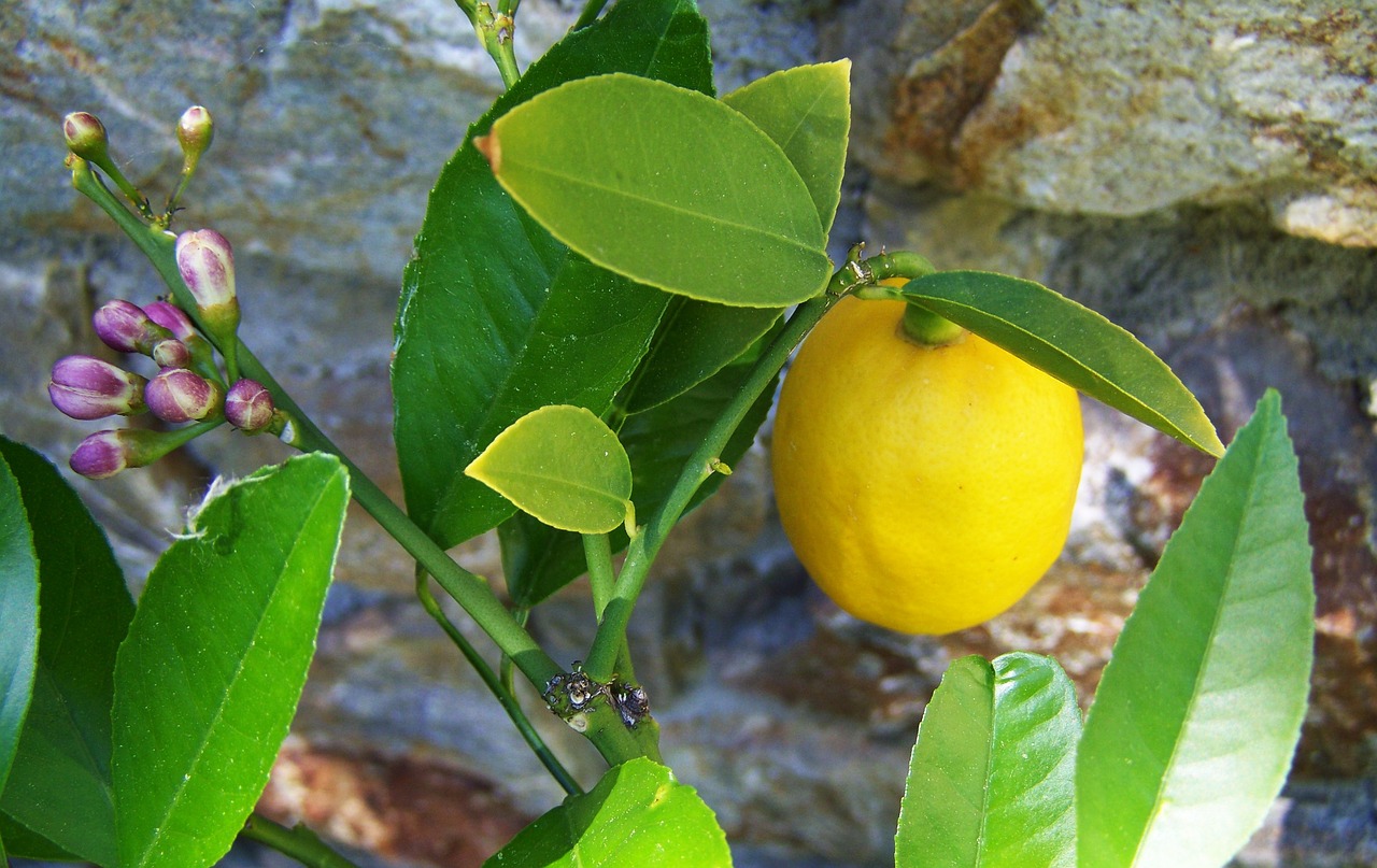 citron lemon yellow fruit free photo