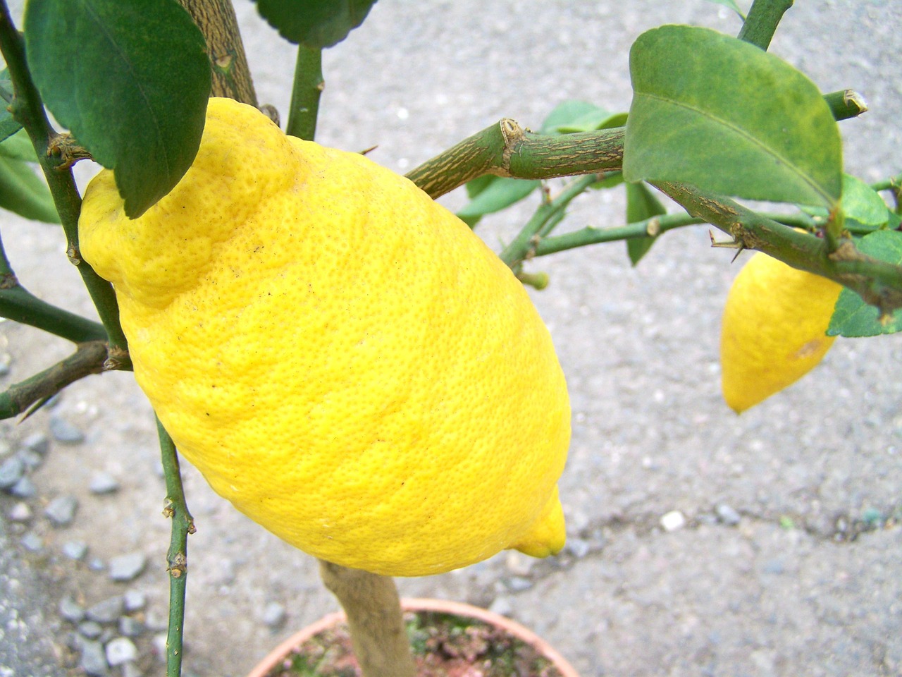 citron lemon fruit free photo