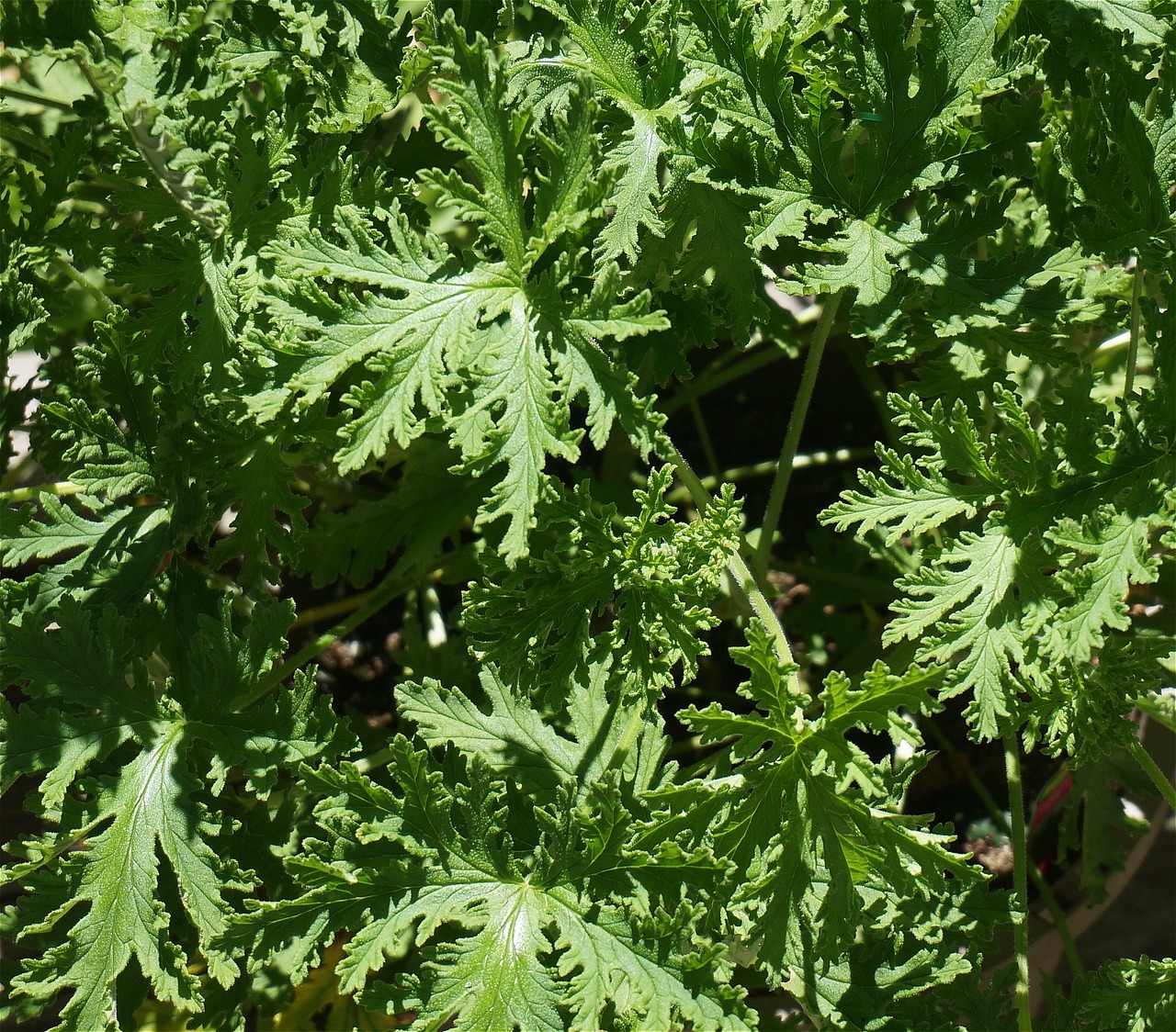 citronella leaves citronella leaves free photo