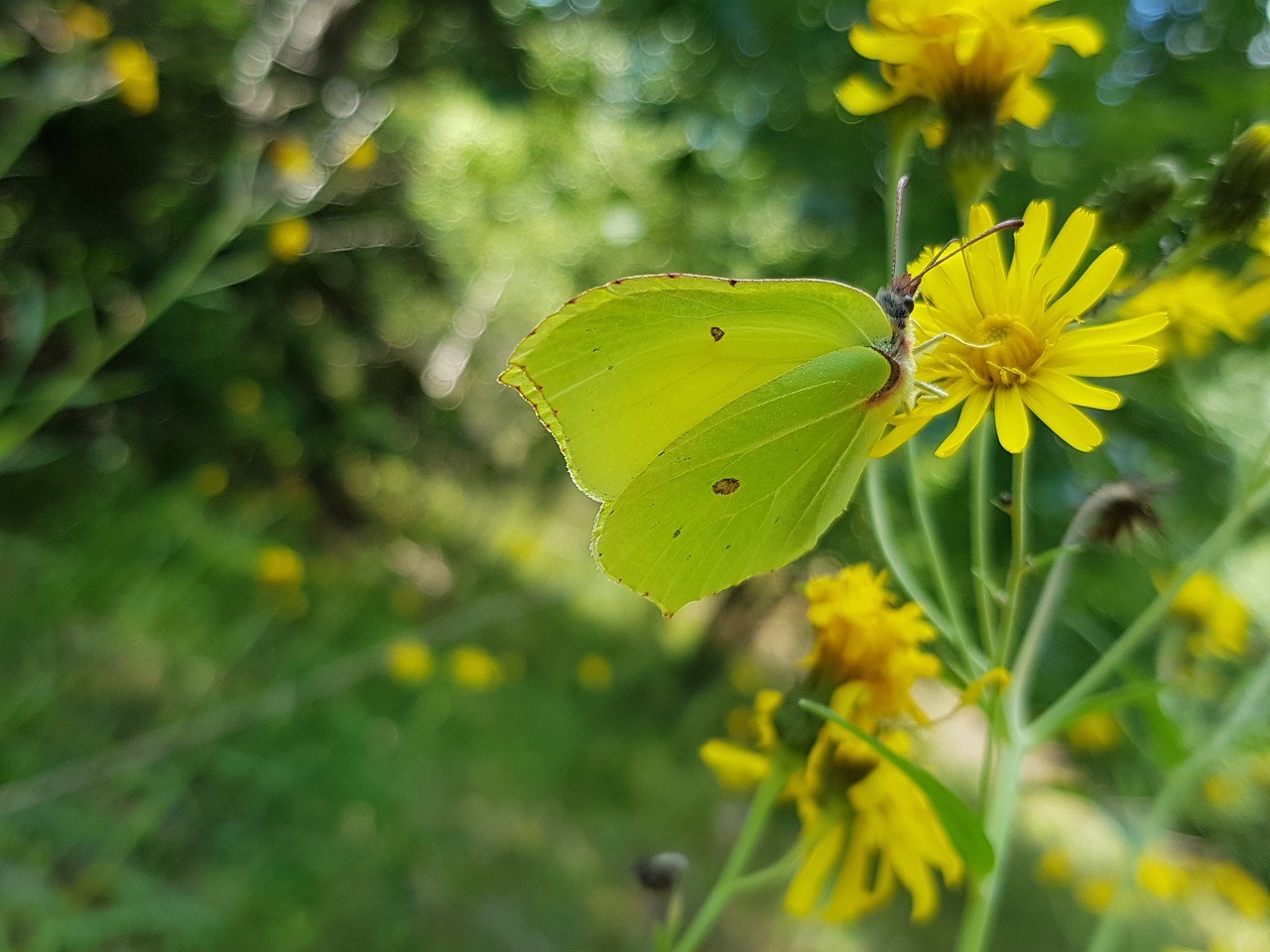 citronfjäril butterfly yellow free photo