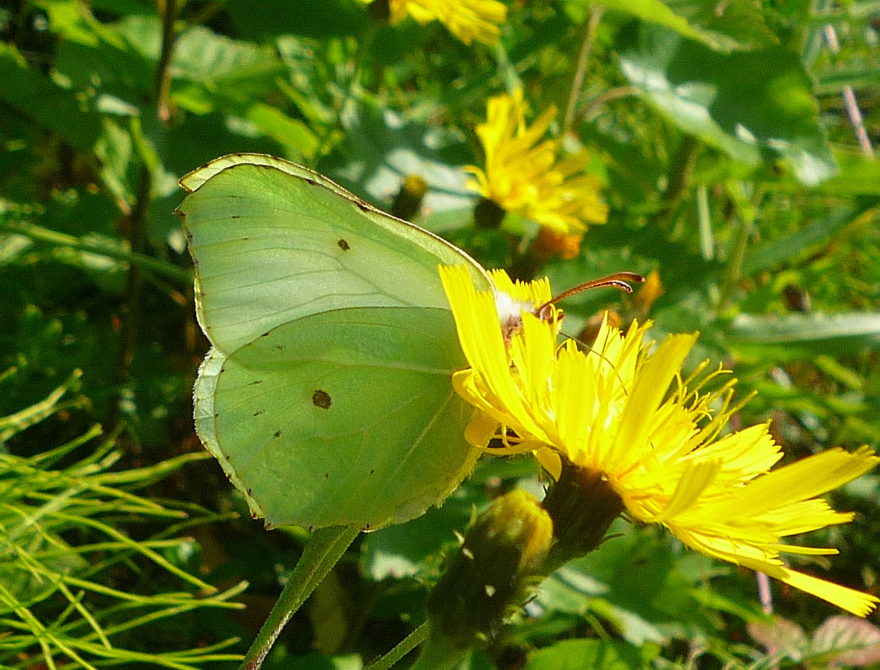 butterfly butterflies brimstone free photo