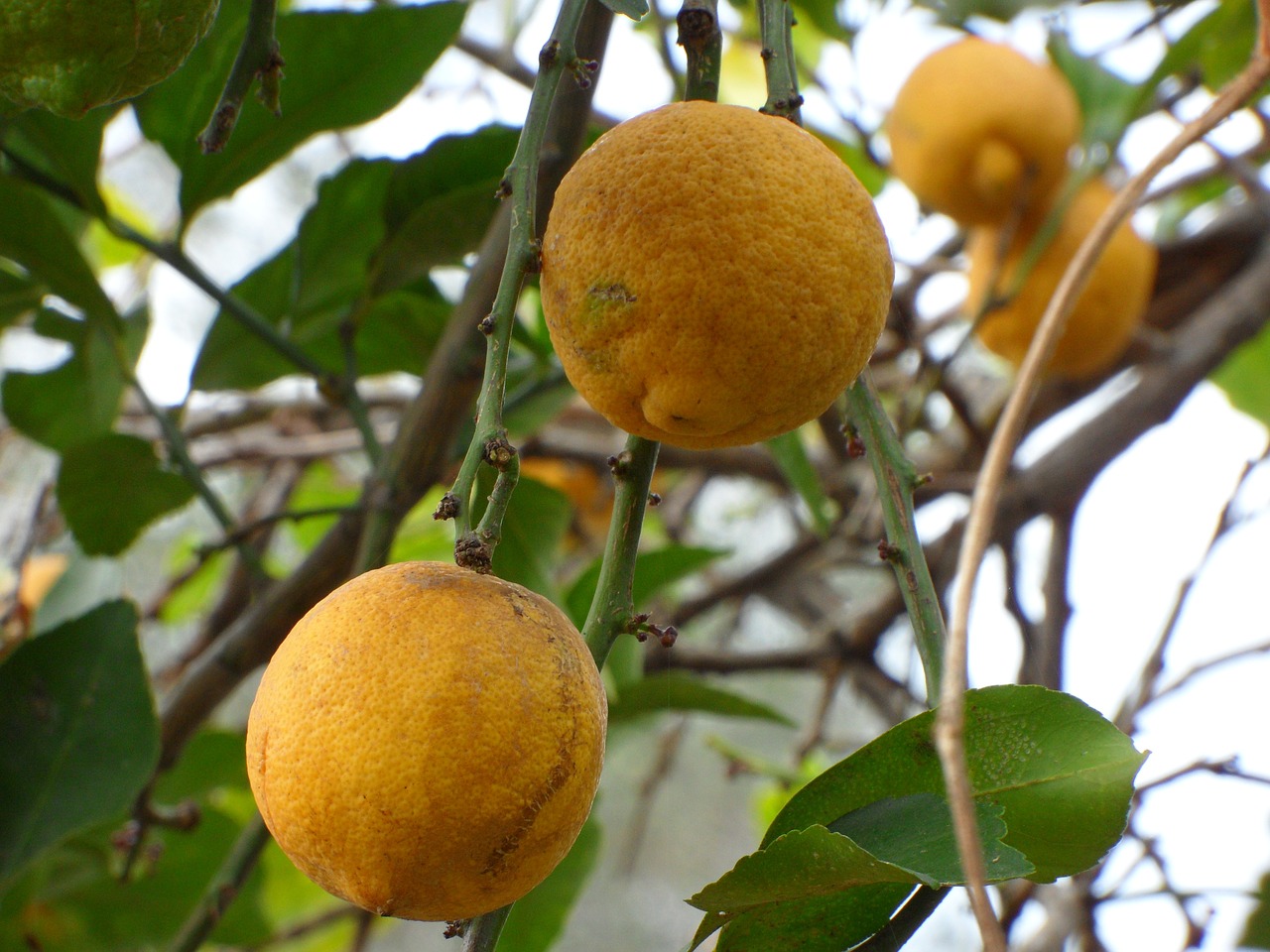 citrus fruit tree free photo