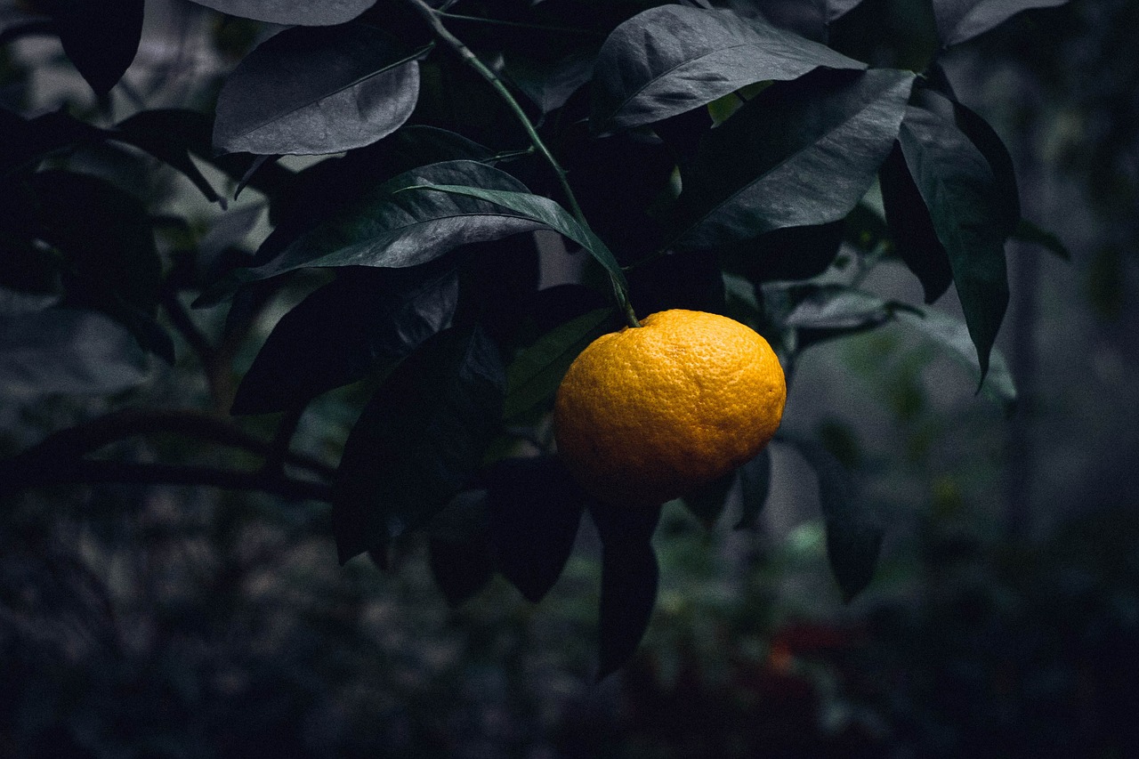 citrus bush plant free photo