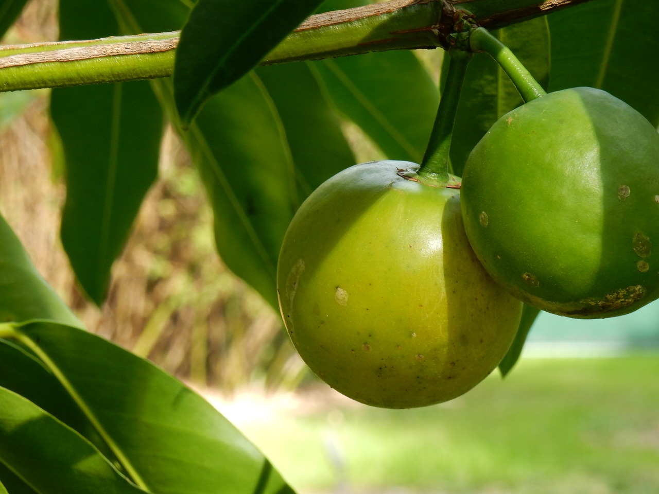 citrus citrus tree green fruit free photo