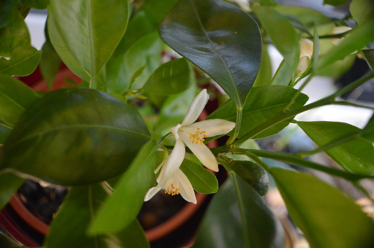 citrus blossom bloom free photo