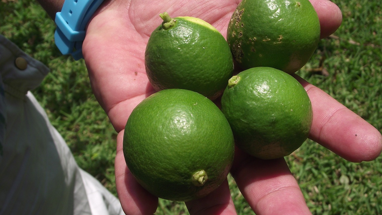 citrus lemon fruit free photo