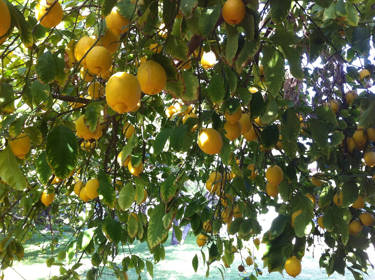 citrus lemons organic free photo