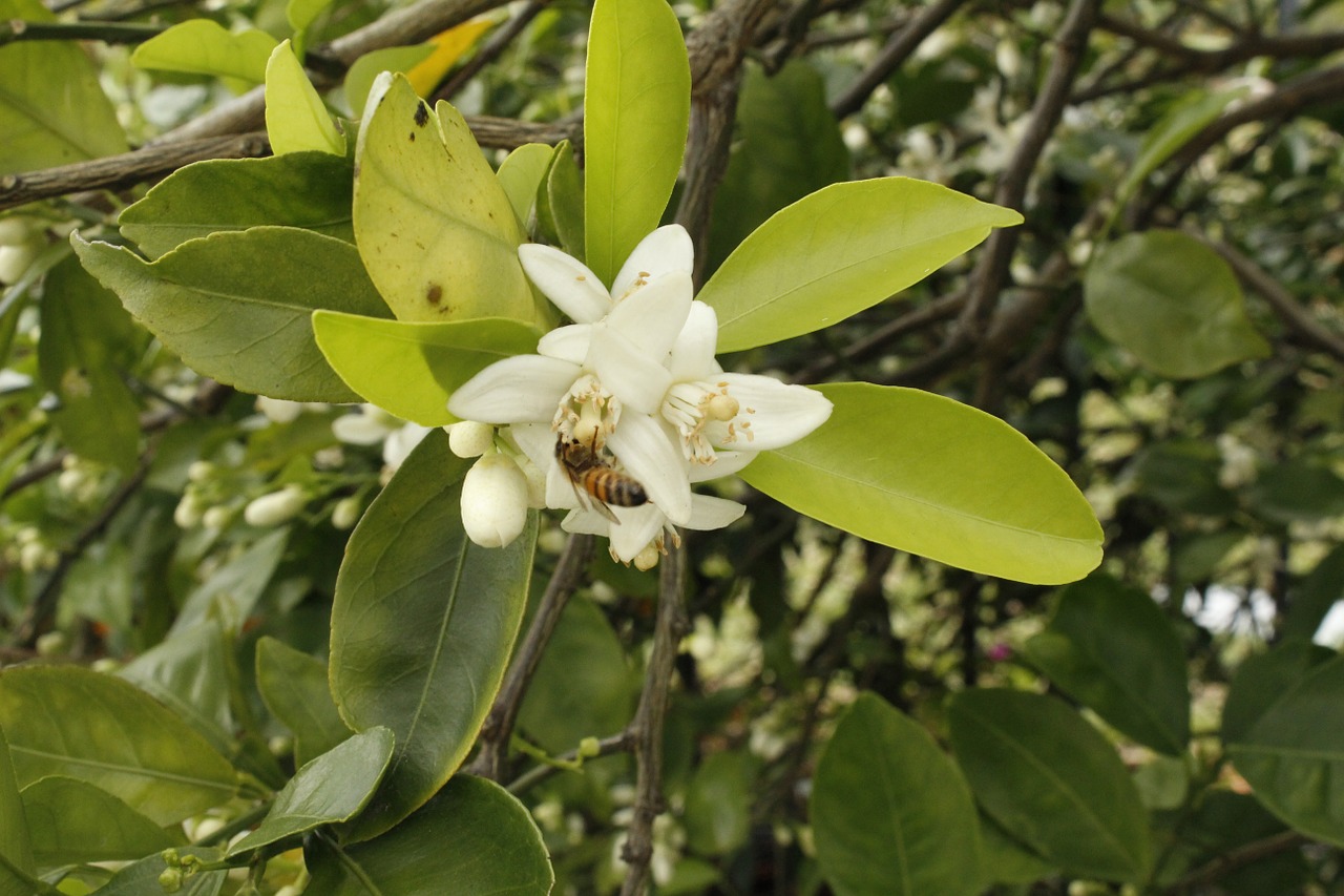 citrus bee flower free photo