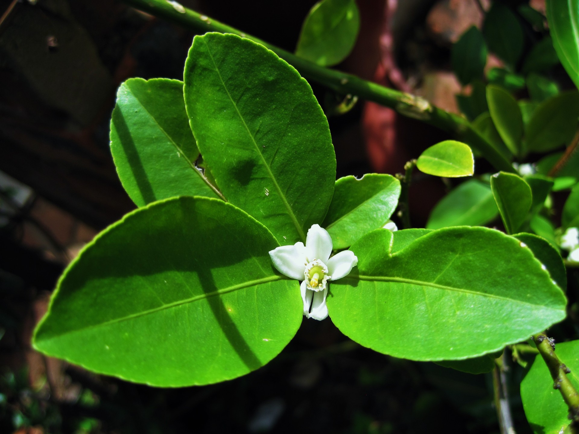 flower white blossom free photo