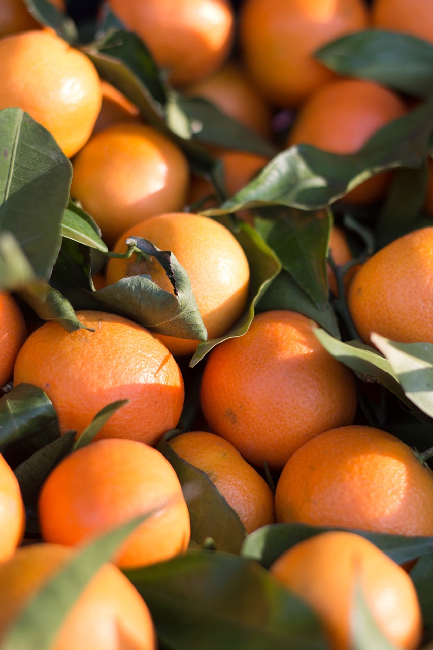 citrus fruit mandarin clementine free photo
