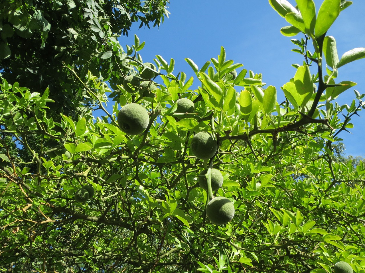 citrus trifoliata trifoliate orange poncirus trifoliata free photo