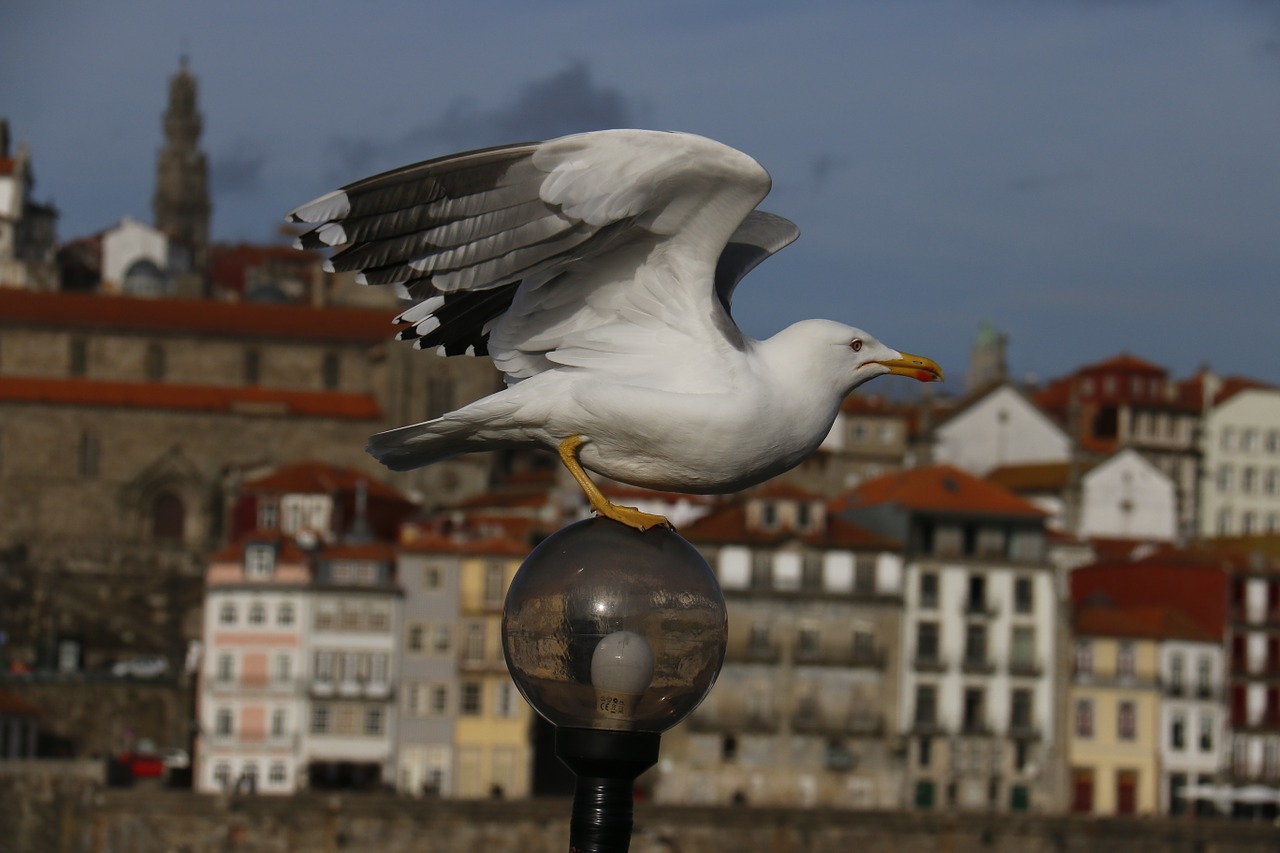 city seagull landscape free photo