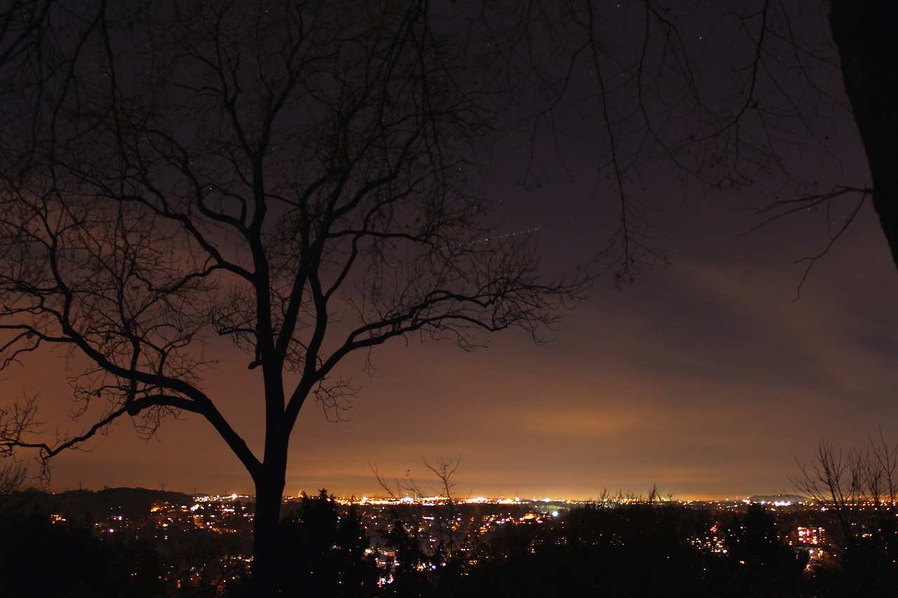 city night tree free photo