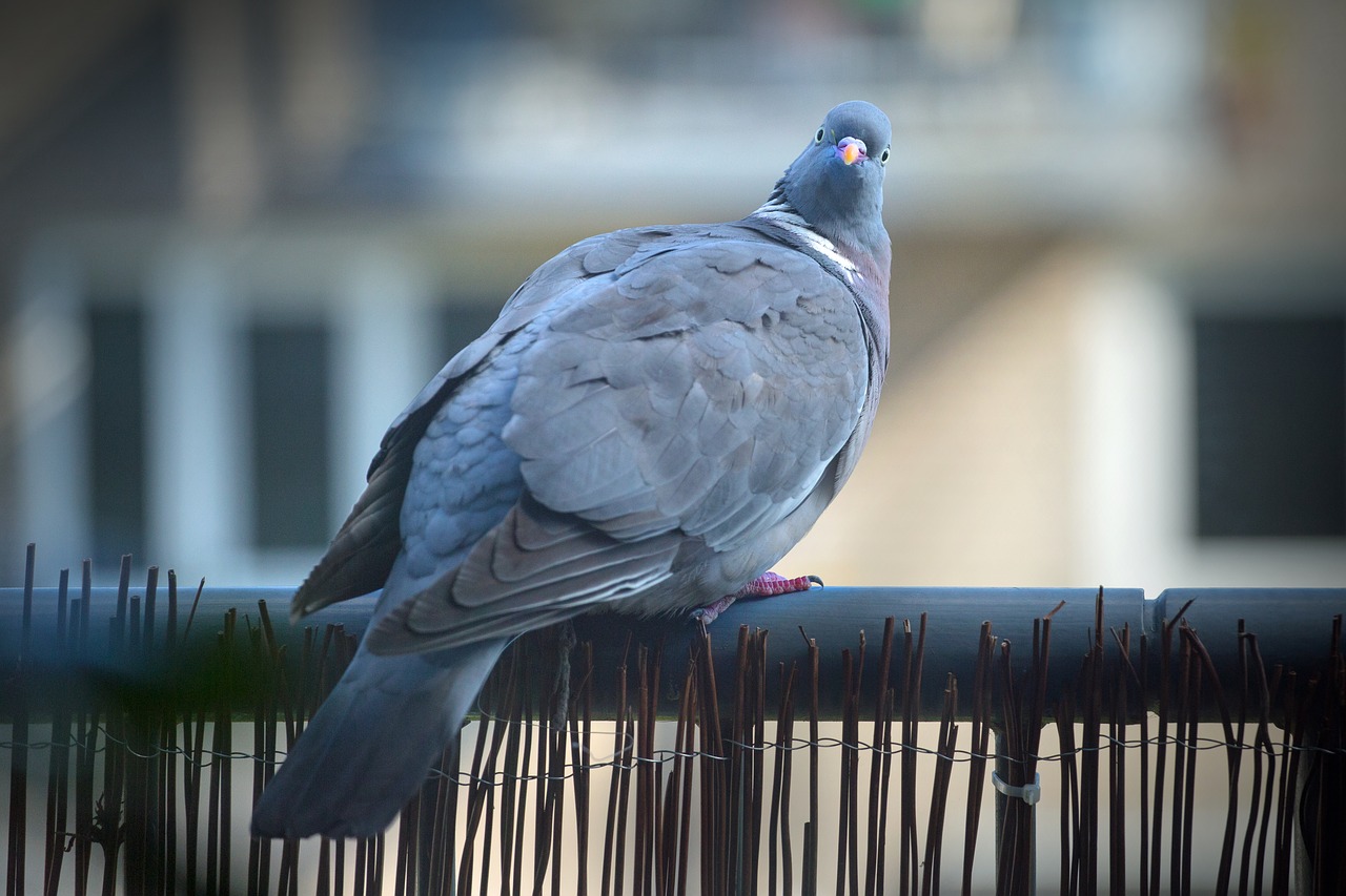 city pigeon bird free photo
