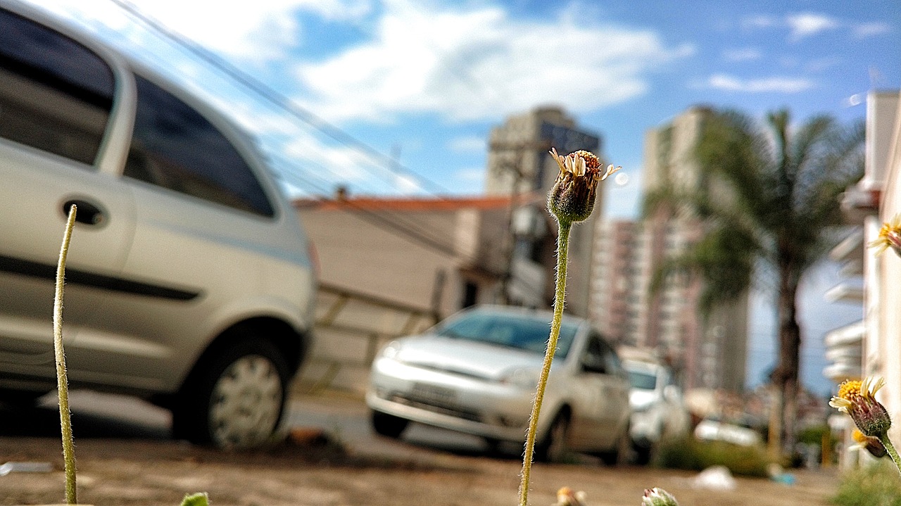 city flower plant free photo