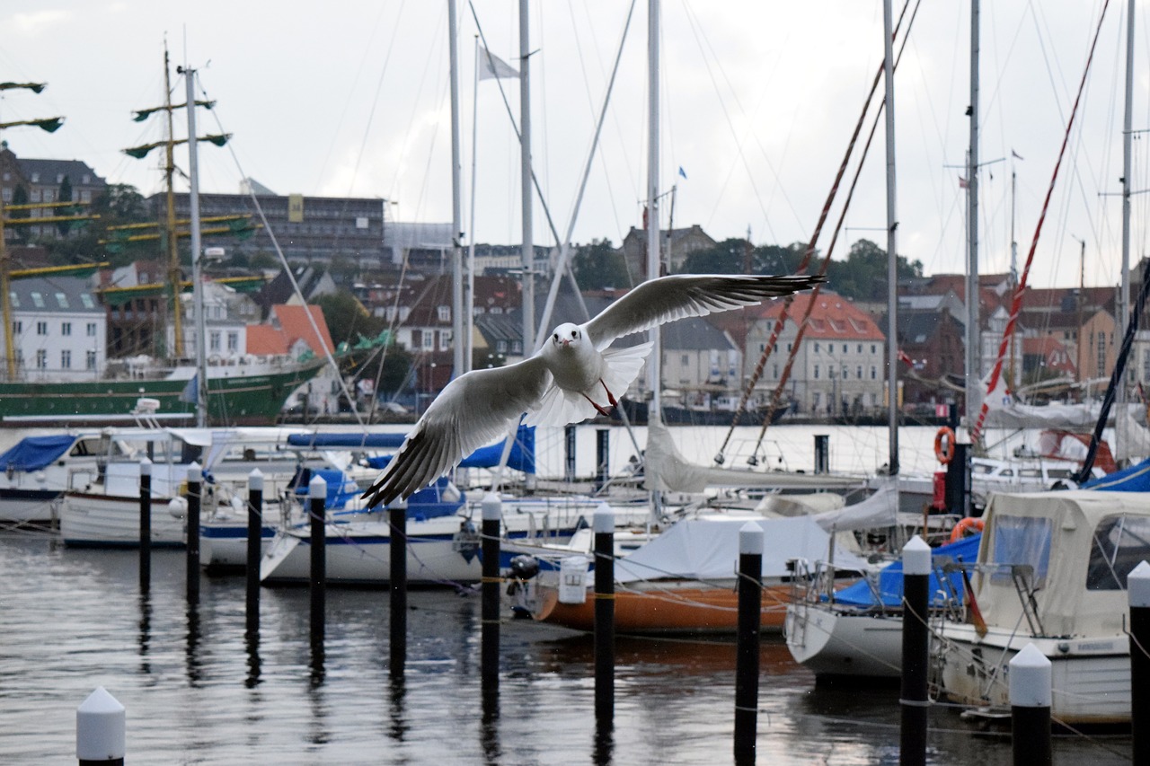 city water seagull free photo