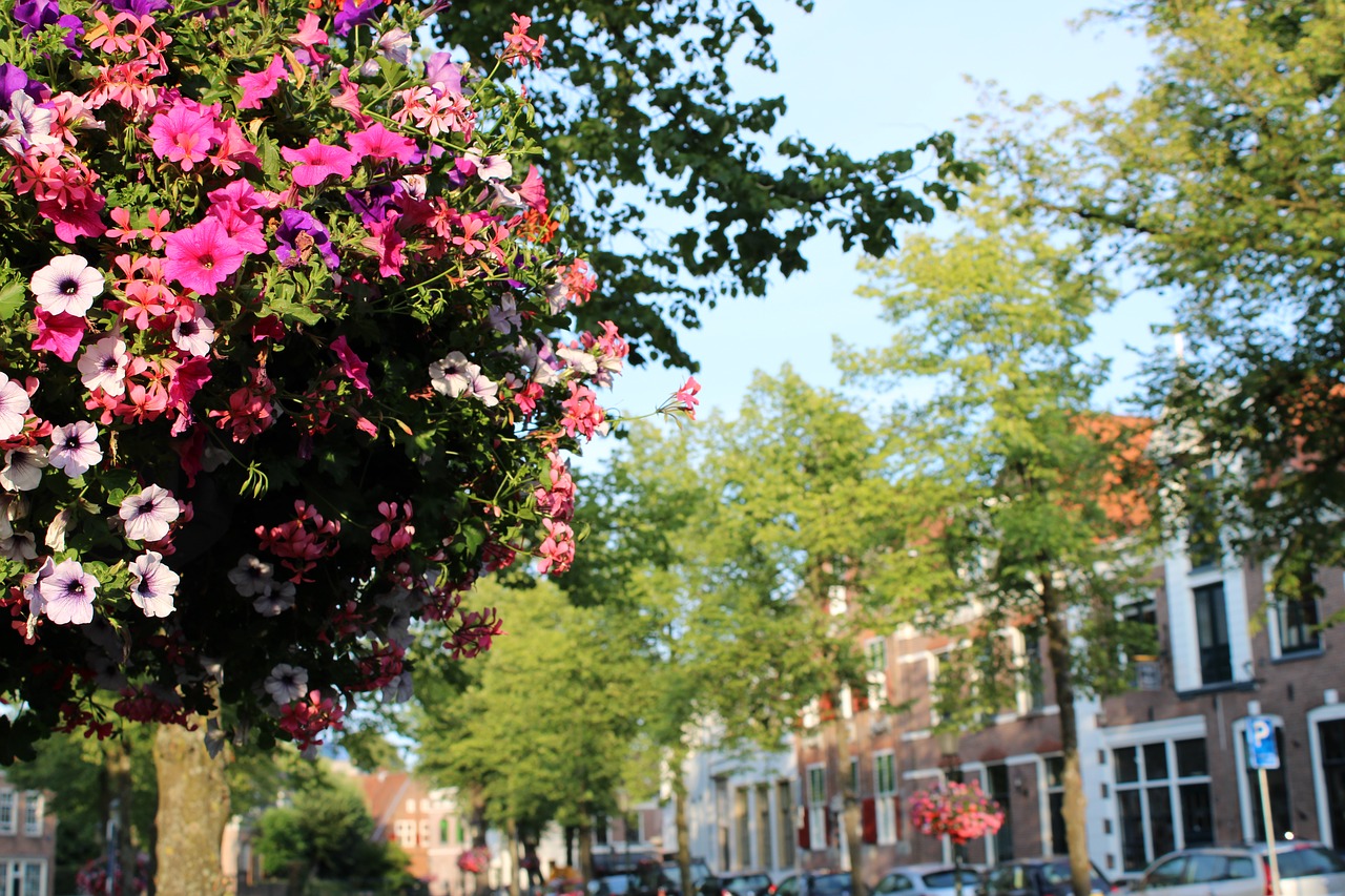 city  plants  flowers free photo