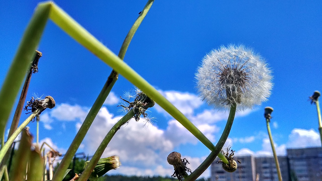 city  nature  dandelion free photo