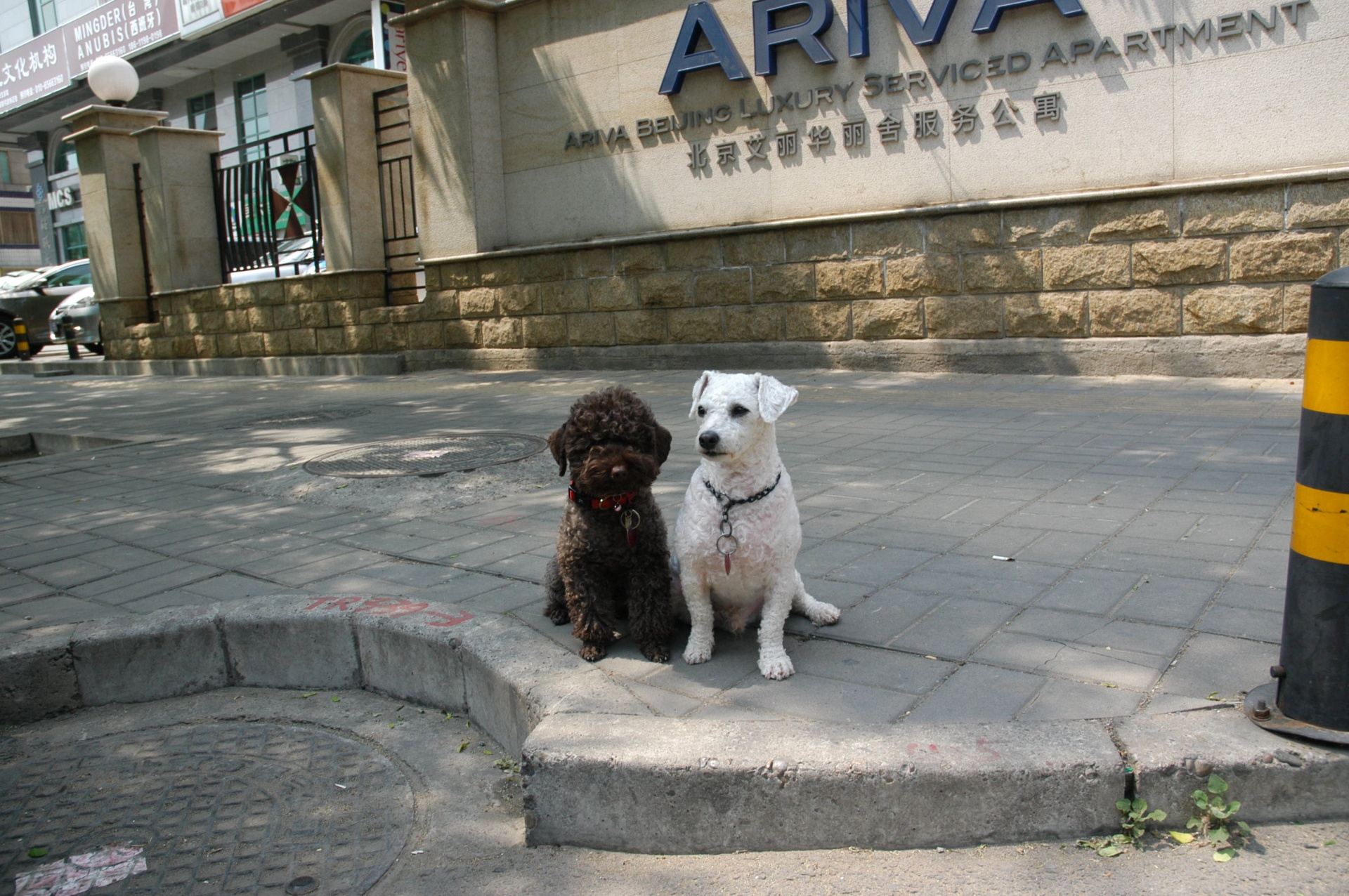 dog city beijing free photo