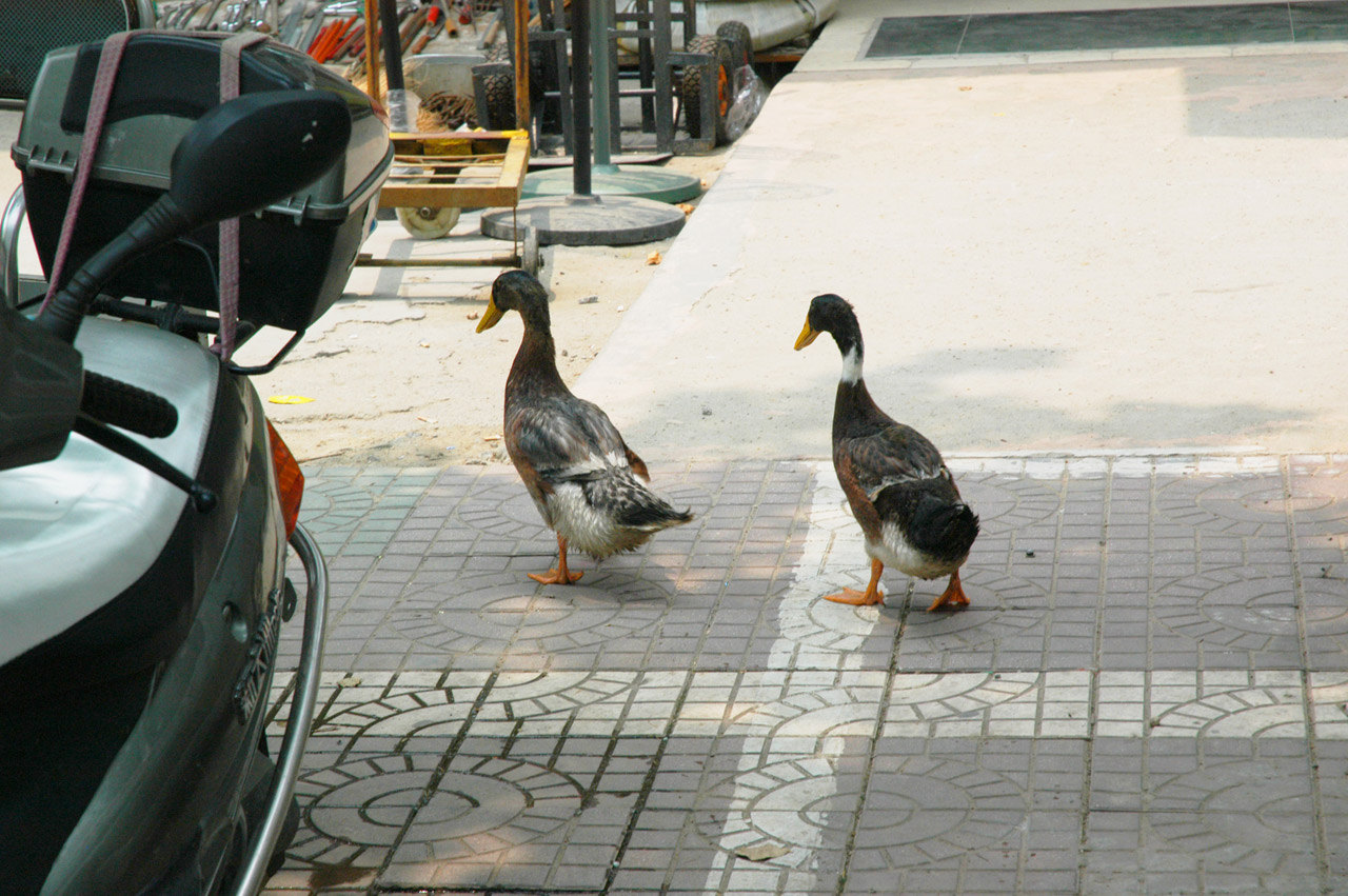 ducks sidewalk city duck tails free photo