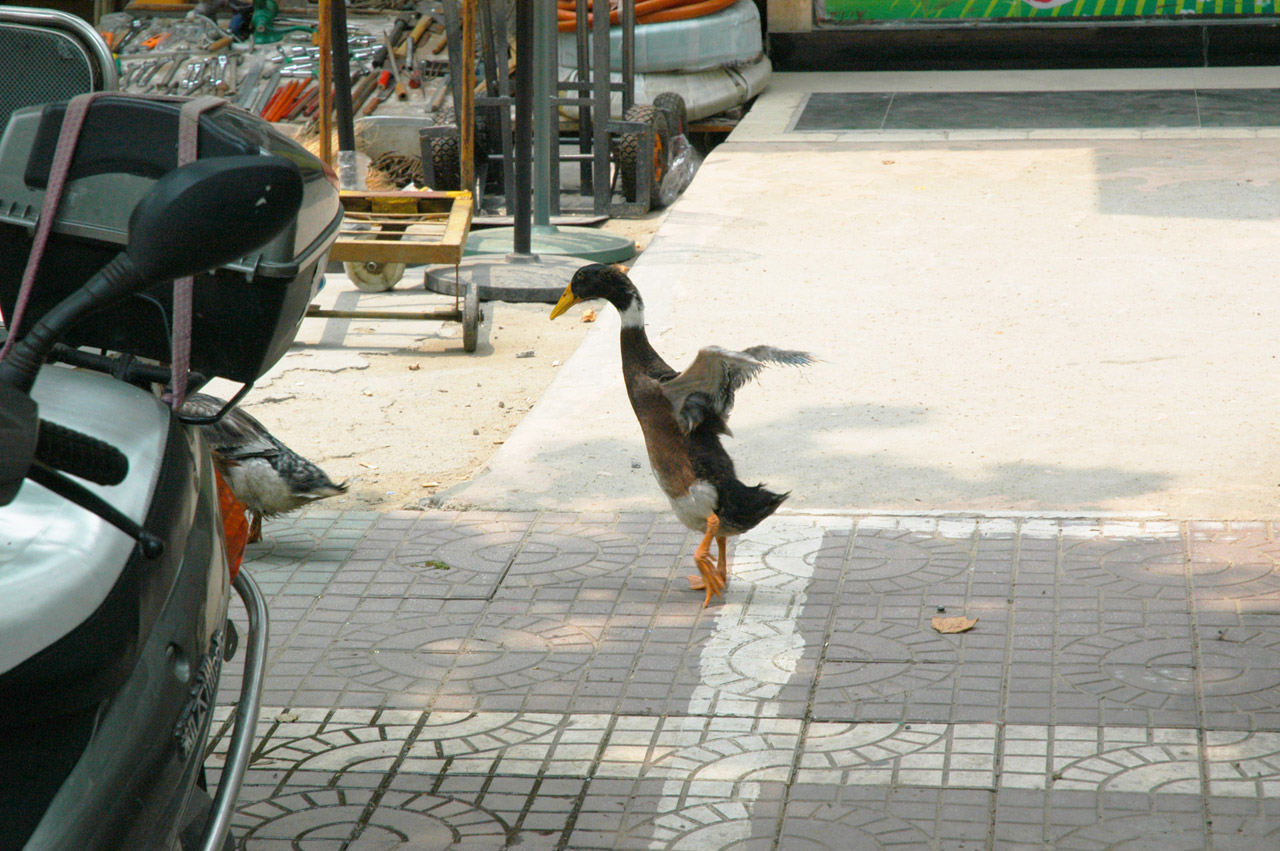 ducks city sidewalk free photo