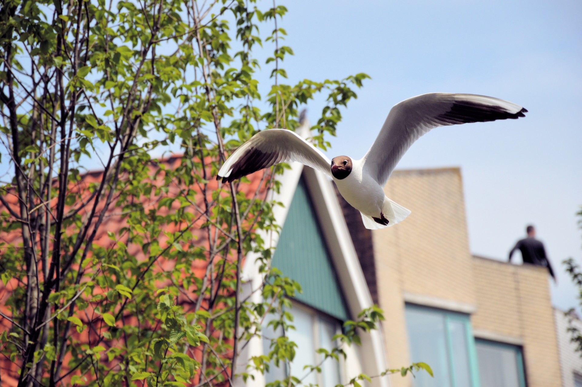 seagull bird sea free photo