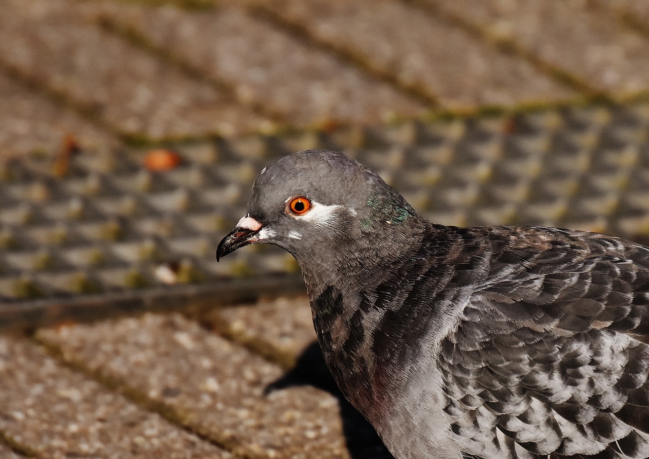 city pigeon foraging dove free photo