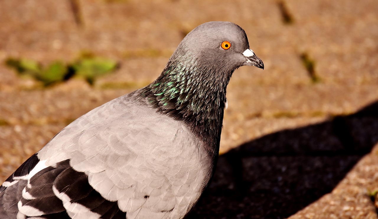 city pigeon foraging dove free photo