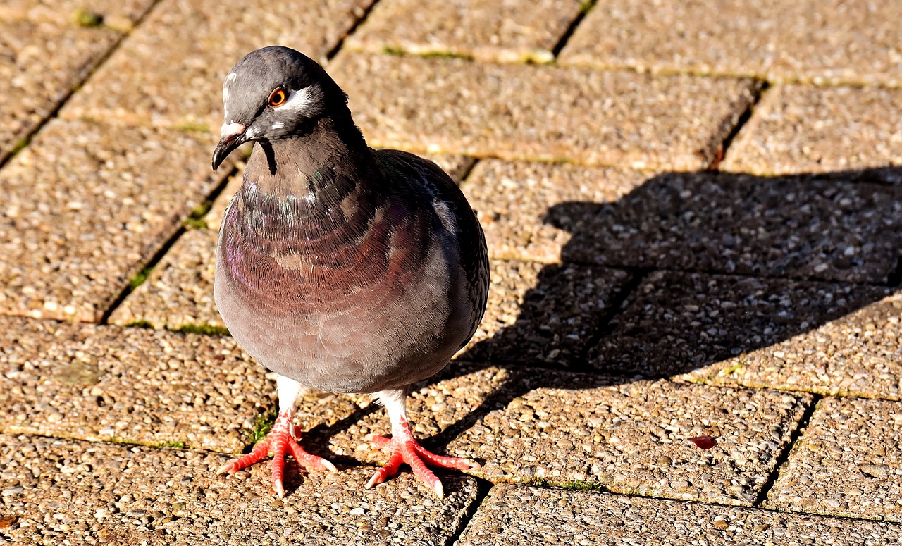 city pigeon foraging dove free photo