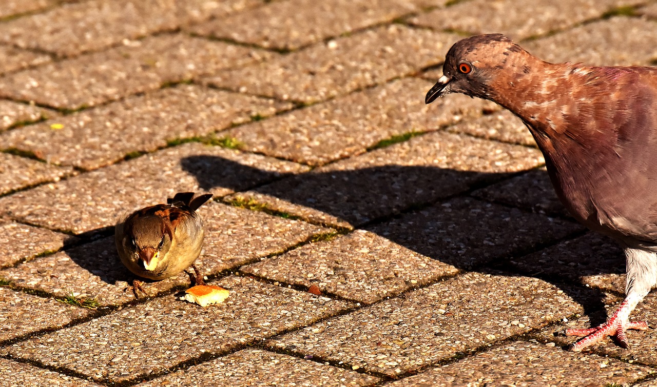 city pigeon sparrow foraging free photo