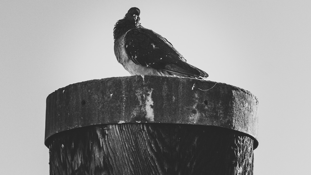 city pigeon lake constance port free photo