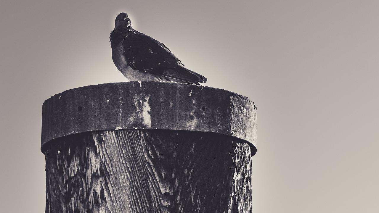 city pigeon lake constance port free photo