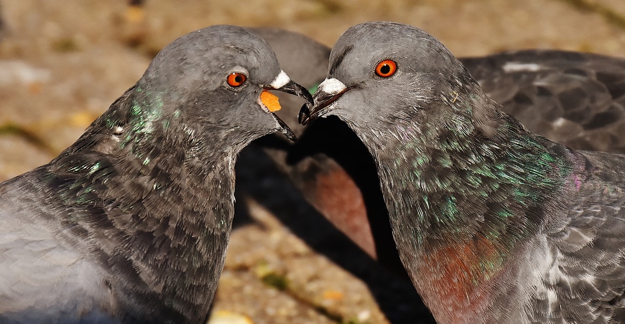 city pigeons pair couple free photo