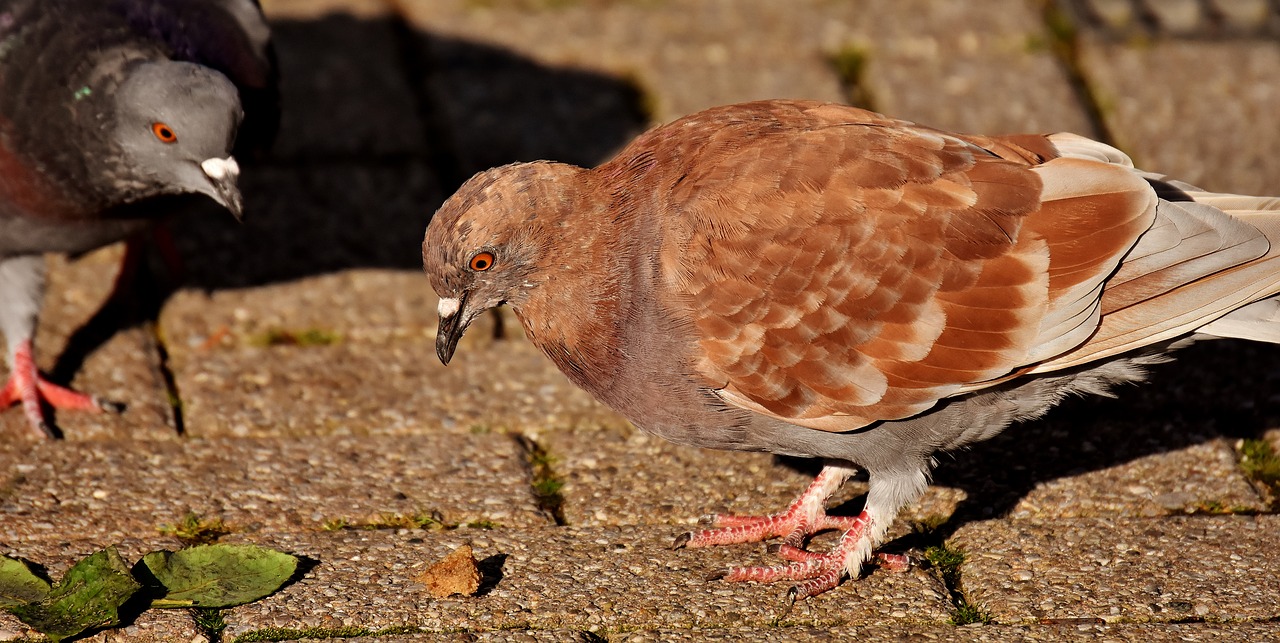 city pigeons foraging dove free photo