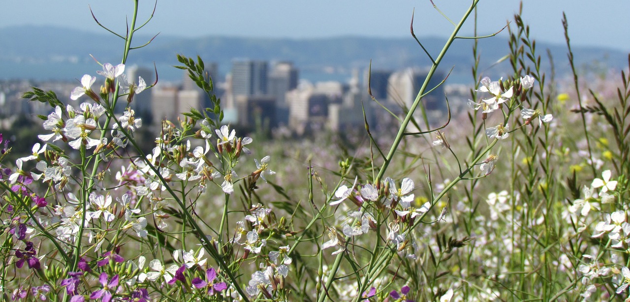 cityscape flowers nature free photo