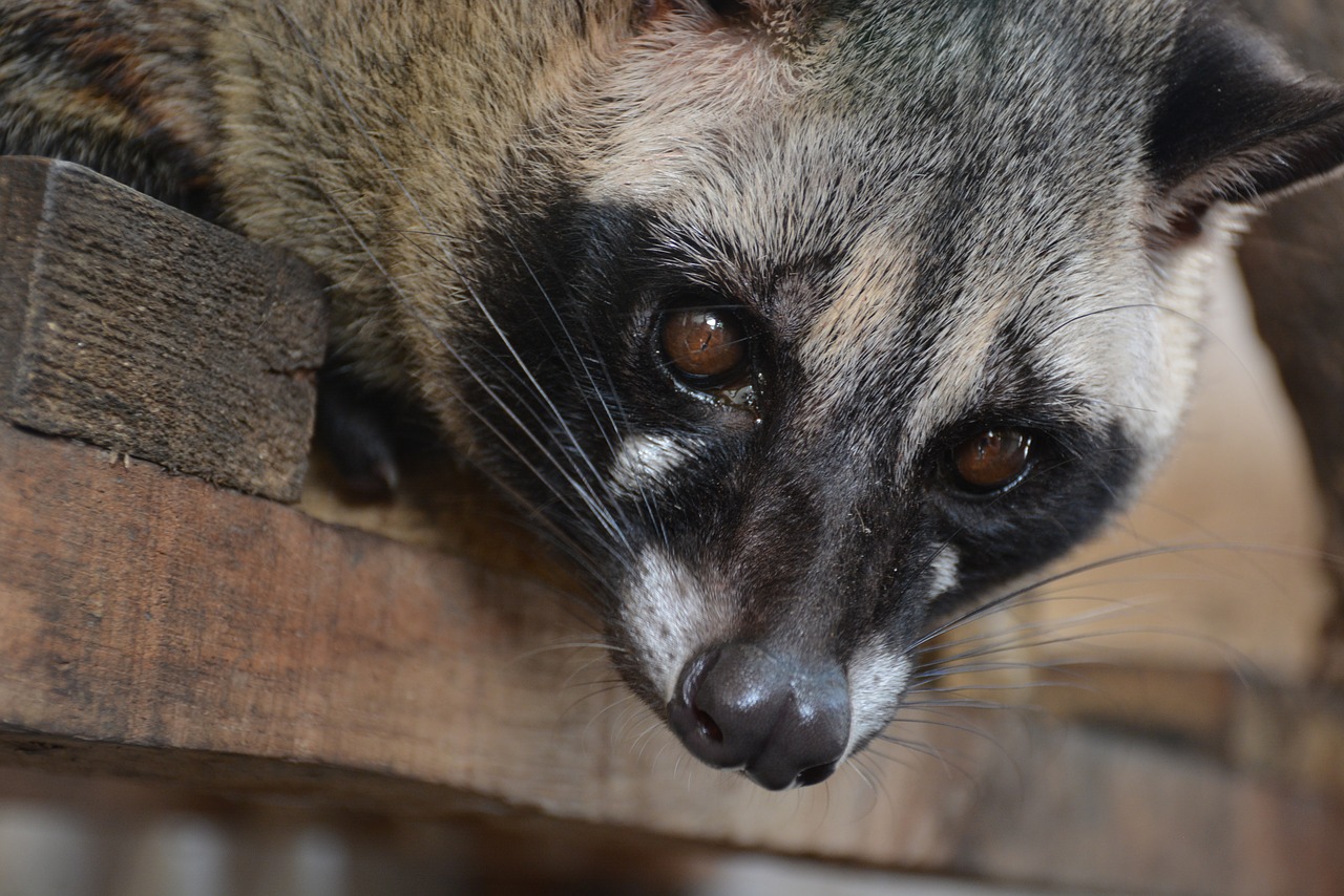 civets animal animals free photo