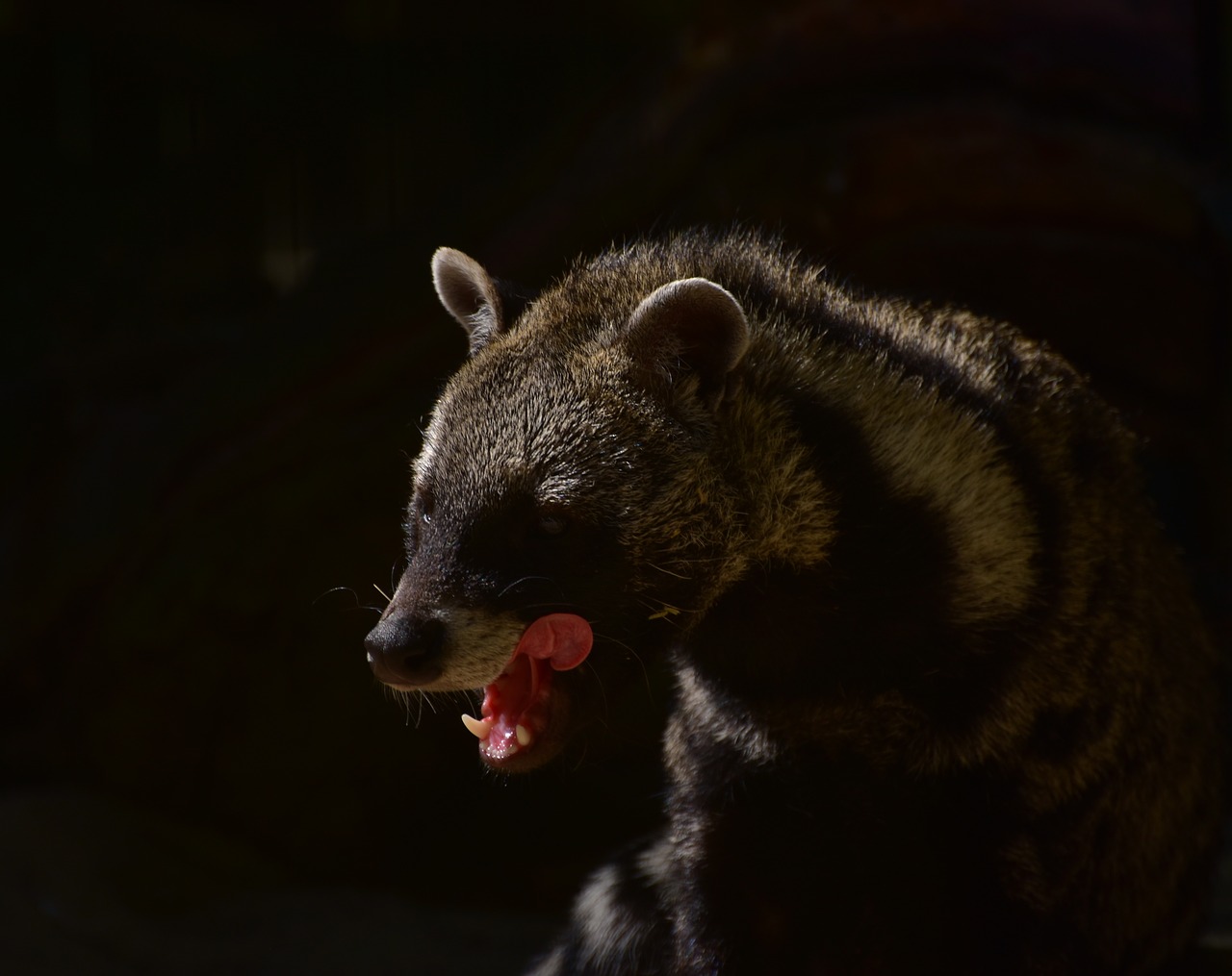 civets  predator  forest free photo