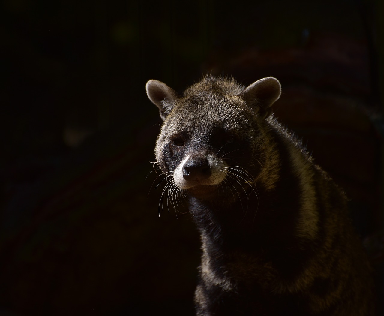 civets  predator  forest free photo