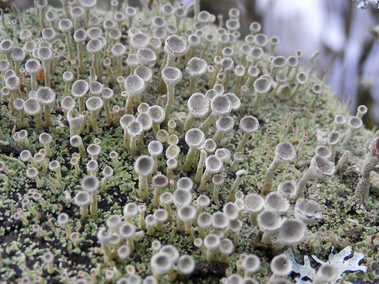 cladonia lichen fruiting bodies free photo