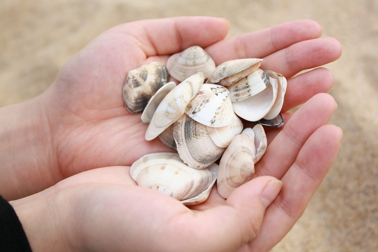 clam beach hand free photo