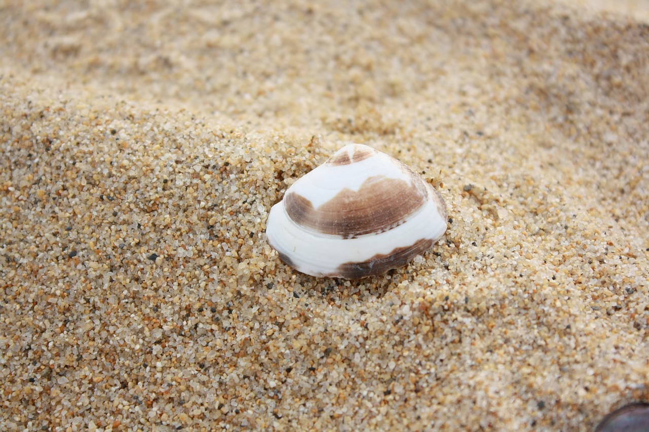 clam beach sand free photo