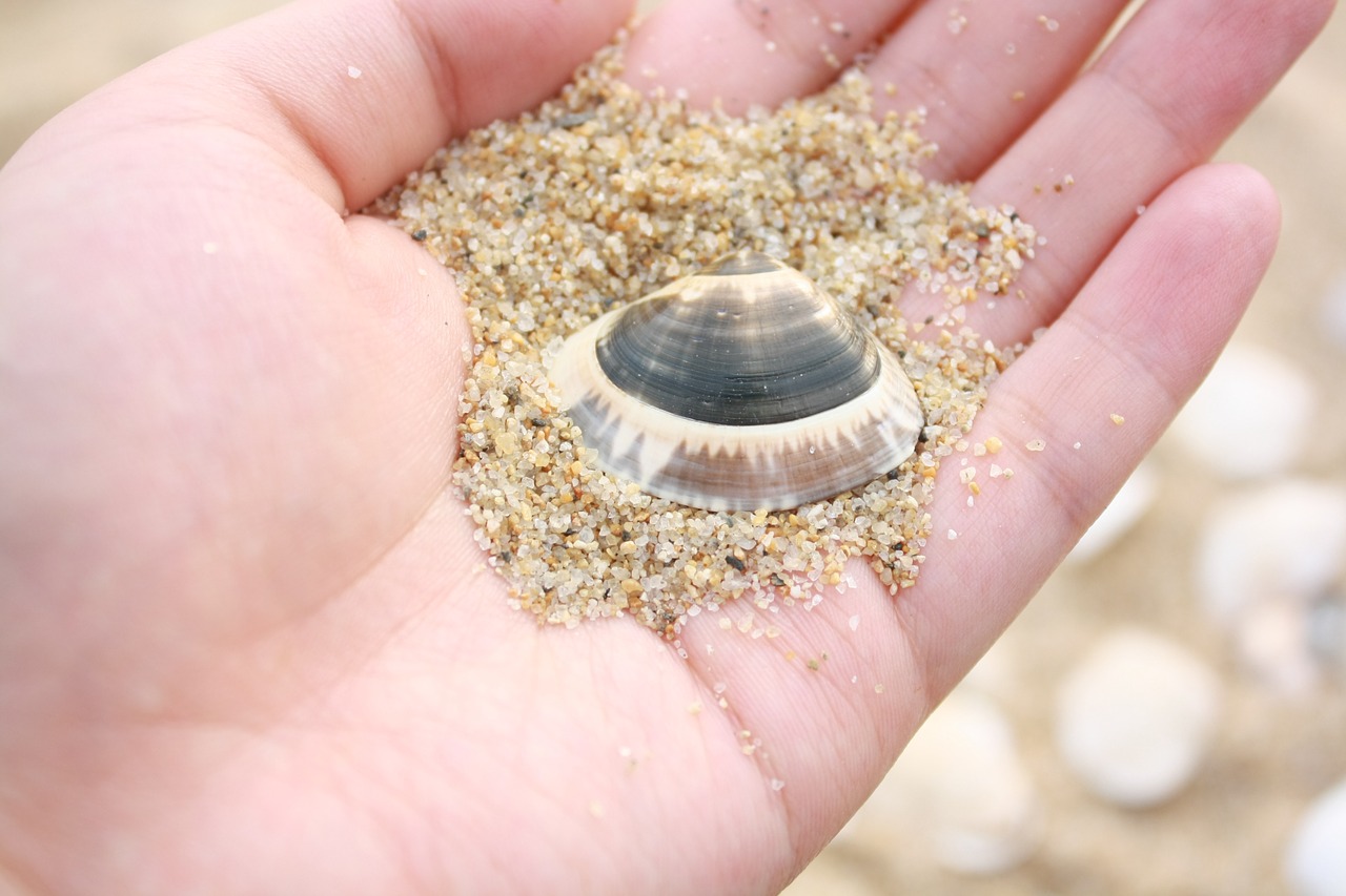 clam hand beach free photo